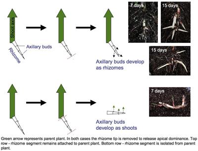 The Evolution of an Invasive Plant, Sorghum halepense L. (‘Johnsongrass’)